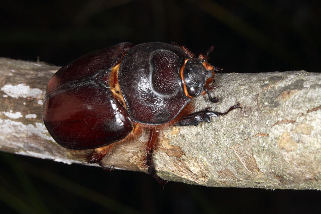 Oryctes nasicornis - Copyright Denis Bourgeois